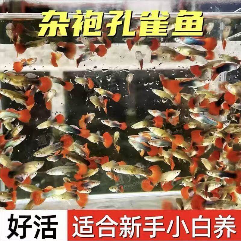 孔雀鱼杂袍热带鱼观赏鱼活体凤尾胎生鱼淡水小型好养活斑马金鱼苗