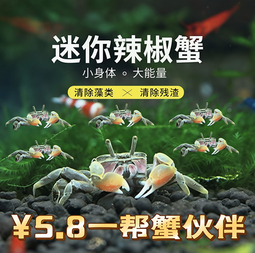 观赏蟹辣椒蟹蟹厂促销淡水蟹