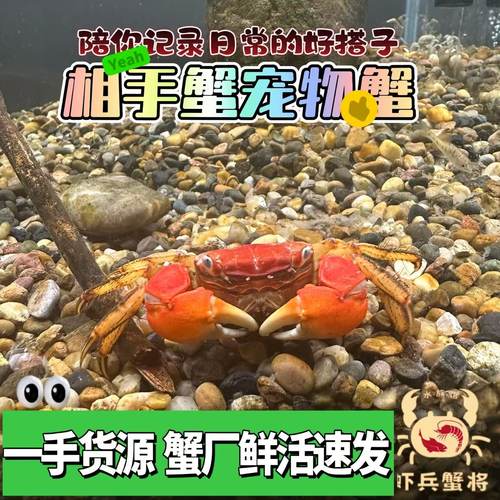 红螯相手蟹观赏蟹宠物蟹
