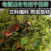 干苔藓水苔蝴蝶兰养兰花营养土多肉食虫植物水草宠物蟹乌龟冬眠