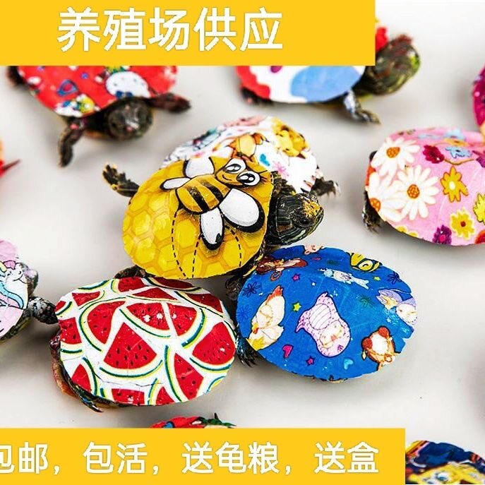 巴西龟水族观赏龟摆摊彩色卡通龟壳彩龟可爱好养耐活宠物龟小草龟