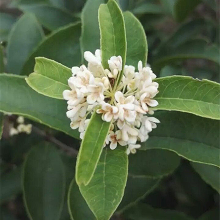 桂花树苗四季常绿盆栽花卉月月开花庭院贵族品种佛顶珠包邮