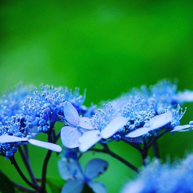 绣球庭院地栽塔贝翠鸟花园夏开花可调蓝色平顶绣球花山东花卉基地