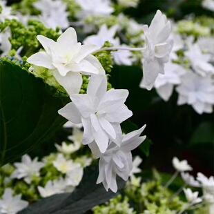 白色天使公主泉鸟大花绣球八仙花花园花镜庭院绿植花卉包邮盆栽花