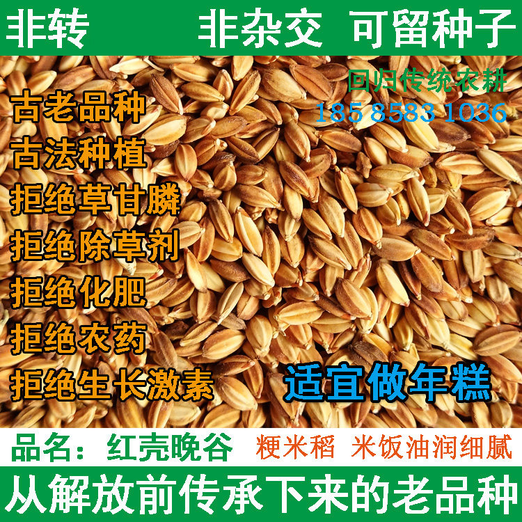 红壳晚谷 古老品种 水稻谷子 非转 非杂交 农民自种原种原生态