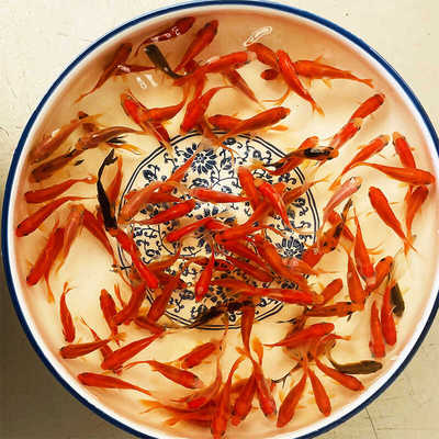 活鱼好养耐活金鱼淡水