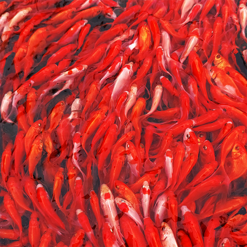 小金鱼苗观赏鱼冷水耐活好养鱼淡水红白锦鲤活鱼饲料鱼草金鱼活鱼,宠物/宠物食品及用品,鱼,淘宝优惠券,粉丝福利购,淘宝优惠卷