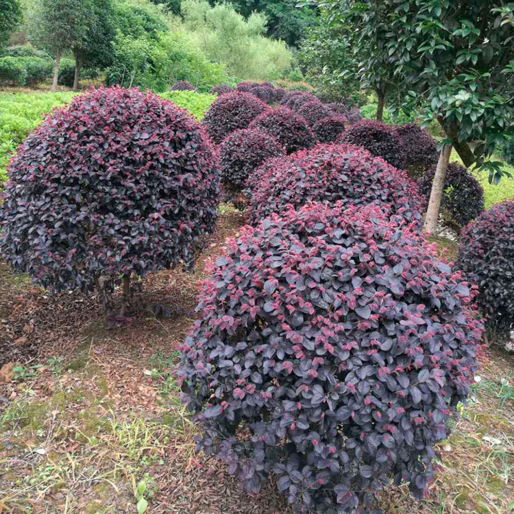 红花继木球红花檵木树苗老桩盆景庭院园林绿化带工程苗木围墙植物