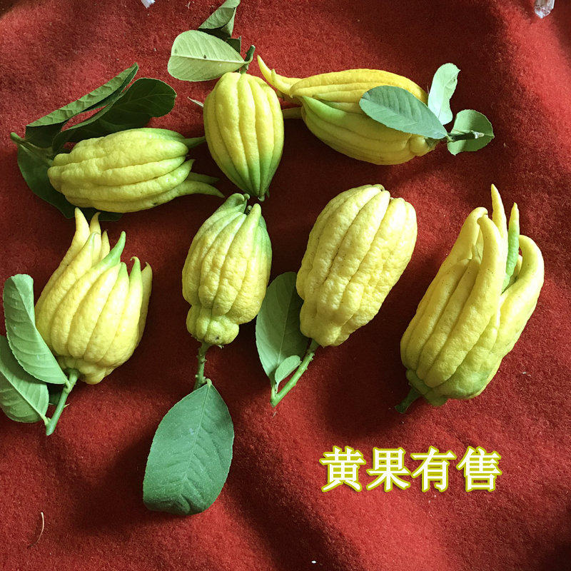 黄果有售）金华佛手果金佛手小佛手新鲜佛手鲜果佛手柑五指橘包邮|ruв категории закуски/орехи/специальность, кандирование/унаби/Мэй/сухофрукты, бергамота фрукты - от Buy2taobao.com для оказания профессиональной услуги покупки агента Taobao