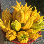 青果有售金华佛手果金佛手小佛手新鲜佛手鲜果佛手柑五指橘 包邮