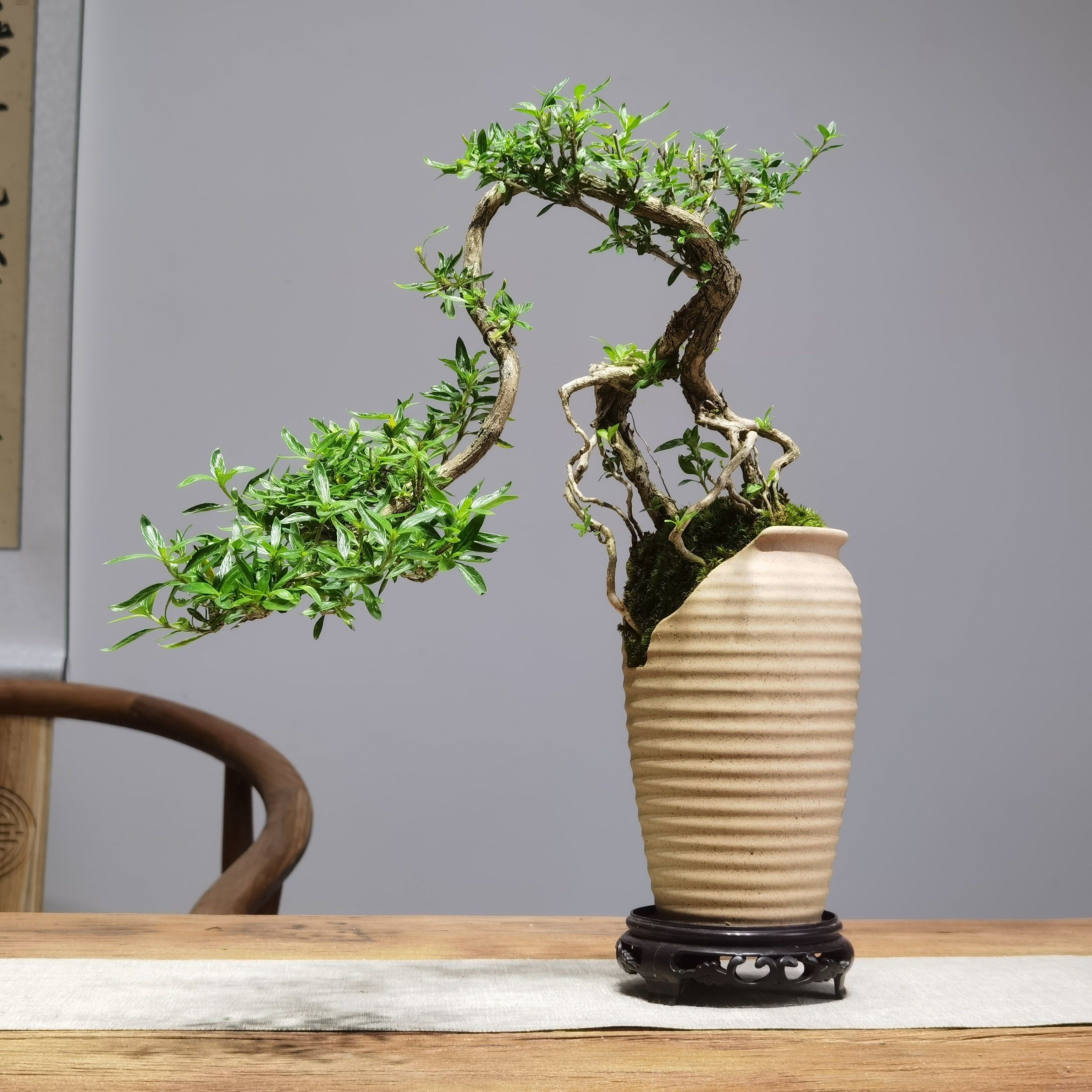 艺术盆栽六月雪真盆景室内悬崖式植物造型摆件中式茶室阳台绿植