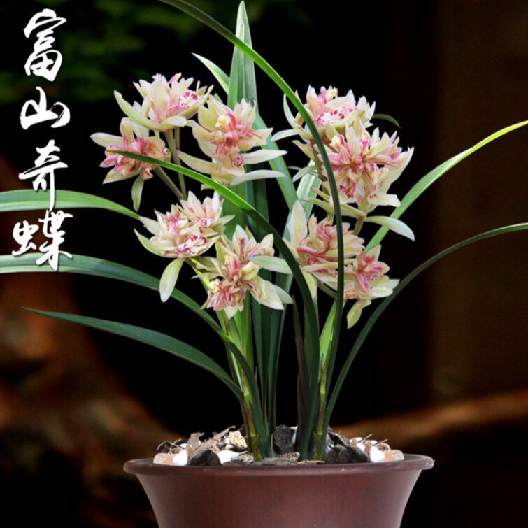 兰花苗富山奇蝶夏带花苞浓香型奇