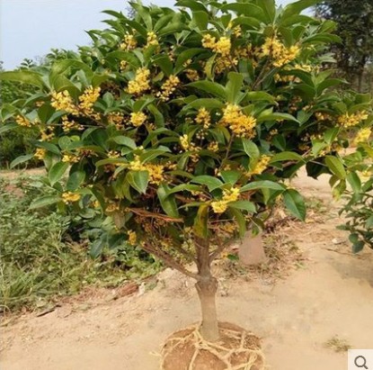 嫁接桂花树苗八月桂丹桂金桂沉香桂当年四季开花盆栽桂花庭院植物