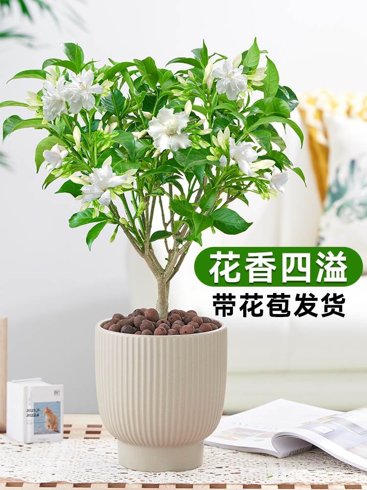 水晶茉莉盆栽丁香花带花苞老桩树苗花卉植物室内外阳台绿植狗牙花