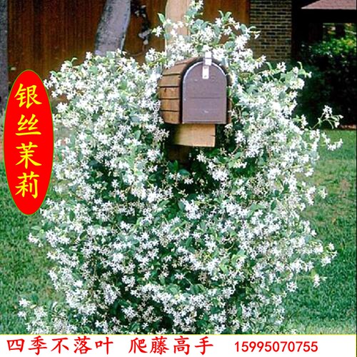 绿植阳台茉莉四季爬藤植物包邮