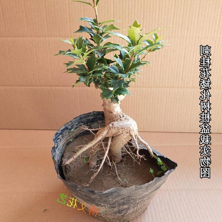 刺桂苗 价格 怎么样 图片