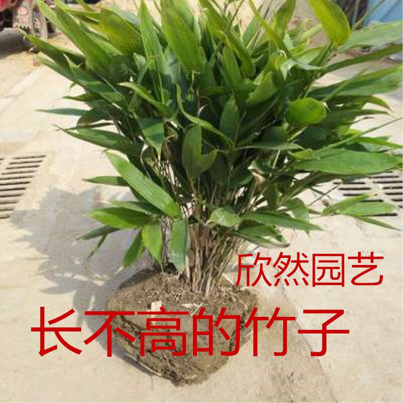 四季常青箬竹苗 阔叶竹子苗 别墅庭院绿化长不高的竹子 矮竹子