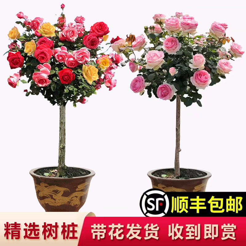 树桩月季棒棒糖花苗特大花朵花卉植物庭院四季开玫瑰带花树状月季