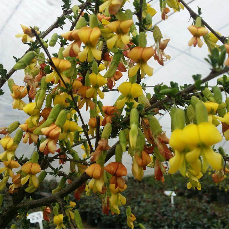 金雀梅树苗盆栽 锦鸡儿 金丝雀 黄金雀花苗盆栽花卉金雀花苗包邮