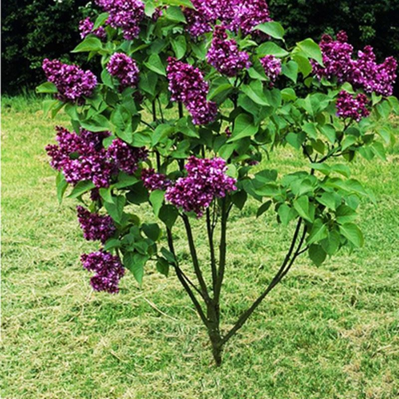 紫丁香花树苗耐寒耐旱庭院花卉盆栽植物室外绿化苗木景观风景树苗