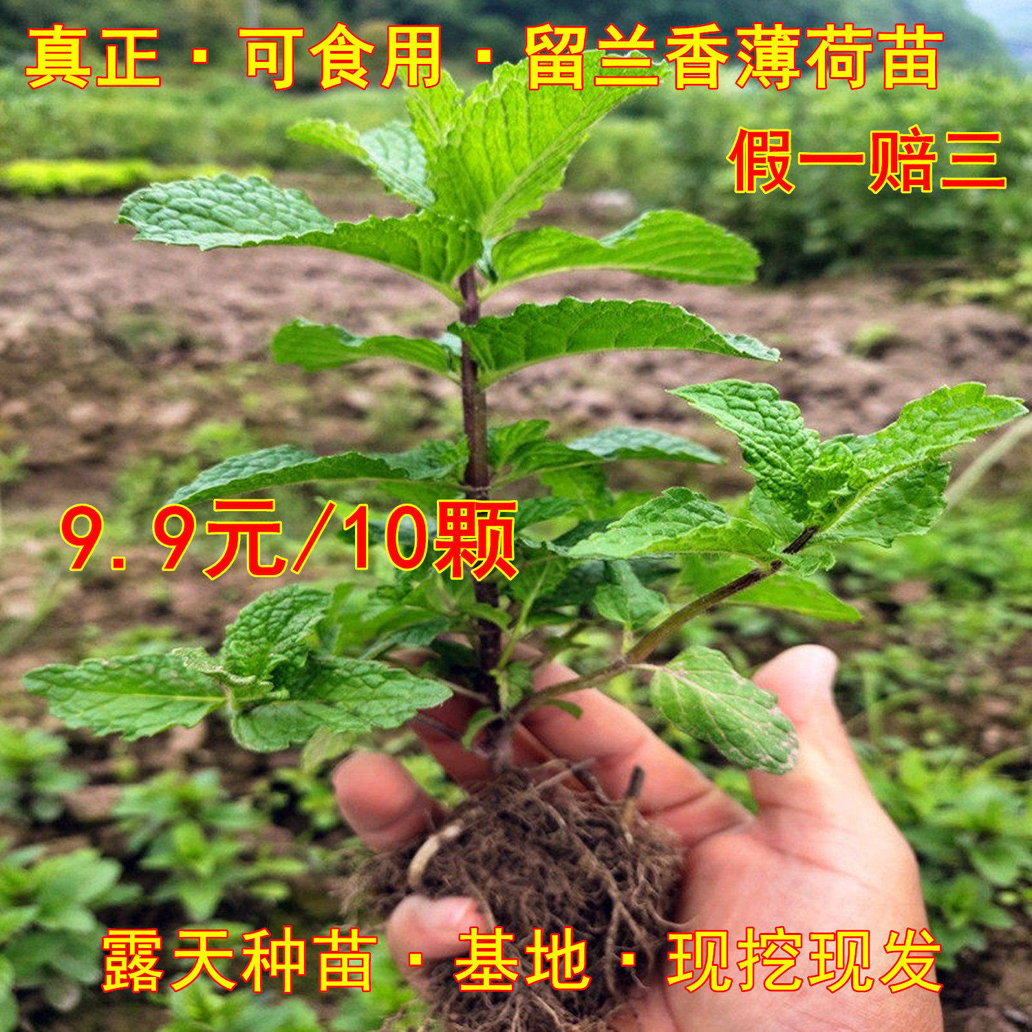 可食用留兰香新鲜薄荷苗盆栽驱蚊桌面绿植
