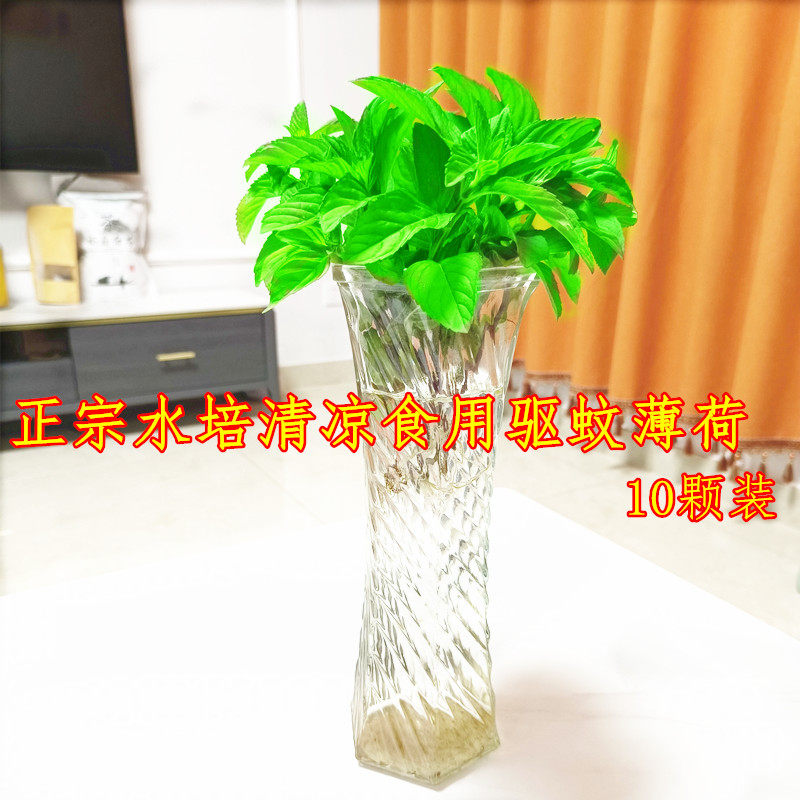水培可食用驱蚊薄荷盆栽办公桌面