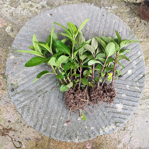 正宗药用清凉土薄荷苗盆栽口感清凉可食用驱蚊效果好非留兰香