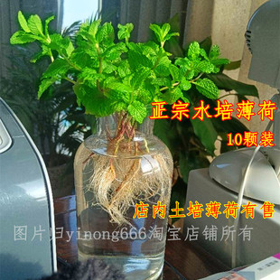 水培薄荷苗清凉盆栽可食用调酒办公室桌面驱蚊植物10棵装 包邮