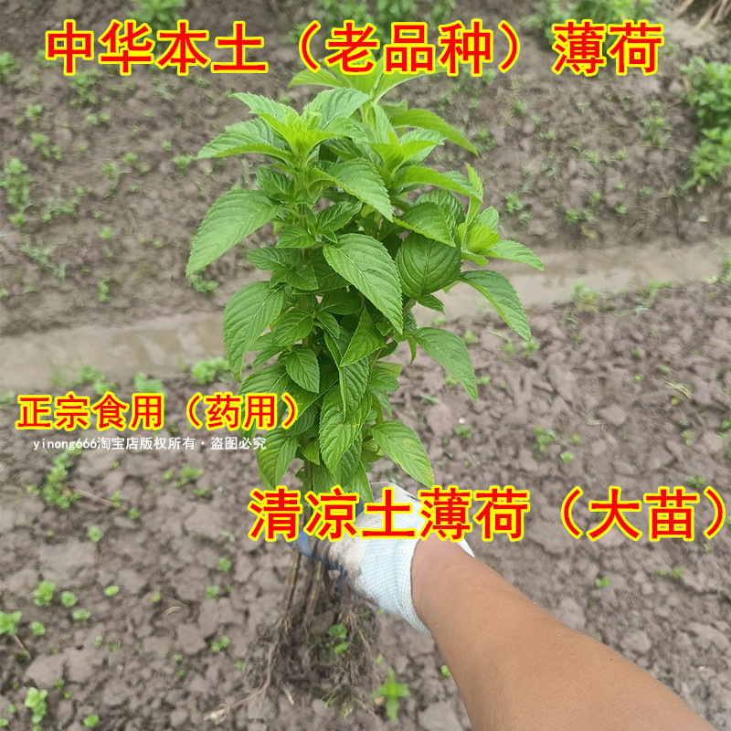 正宗新鲜食用清凉药用薄荷苗盆栽驱蚊植物艾草薄荷膏纯露精油品种
