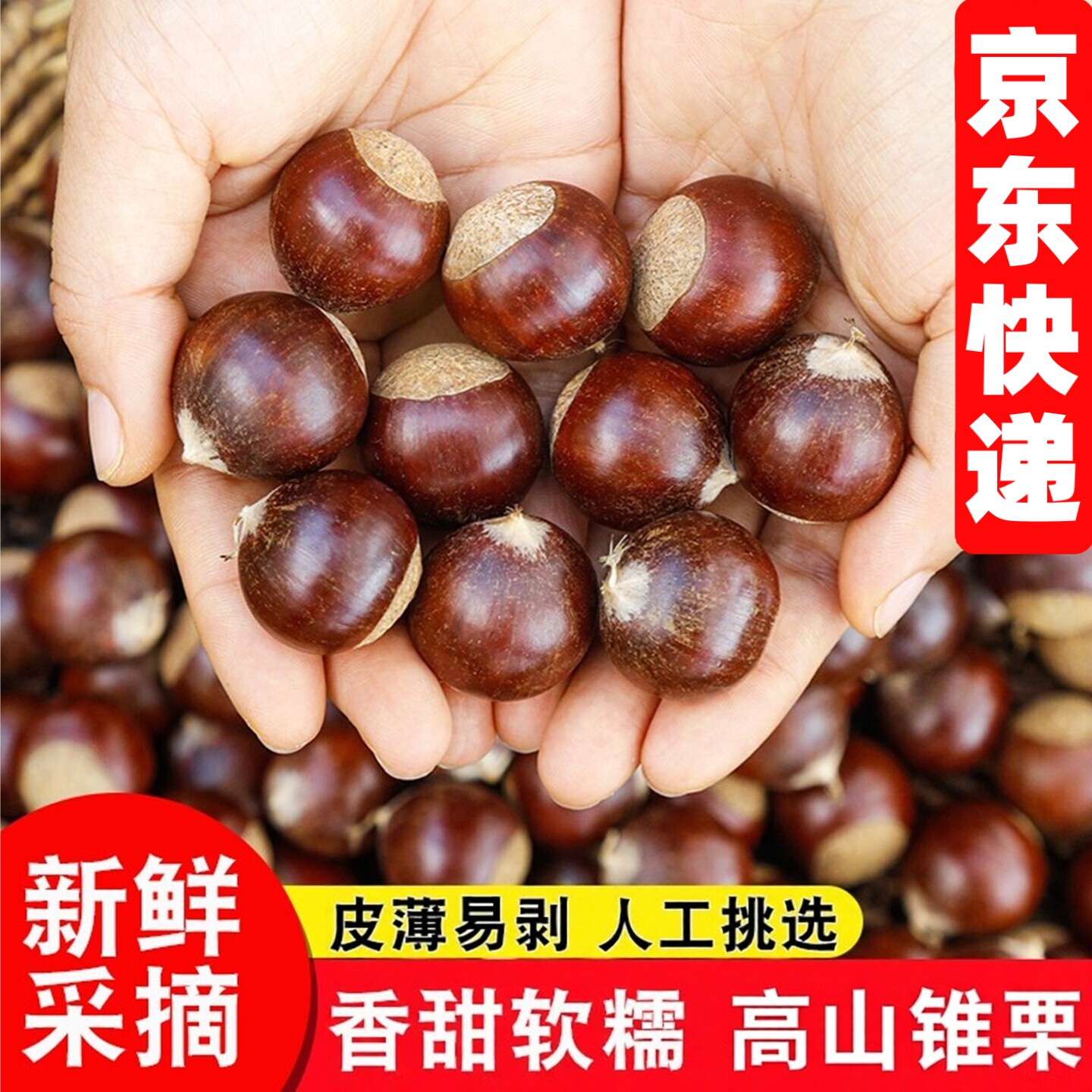 板栗生新鲜栗子高山锥栗圆栗毛栗子2026年产自福建建瓯尖栗子油栗