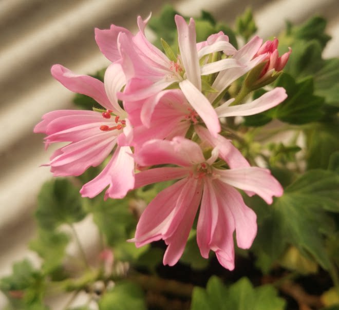 新品天竺葵盆栽粉红色的回忆带原盆原土北京发货四季植物阳台窗台