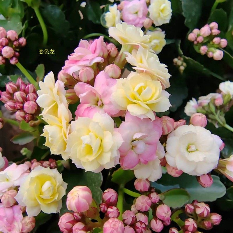 进口长寿花七彩变色龙盆栽花卉带花苞重瓣成品阳台办公桌净化空气