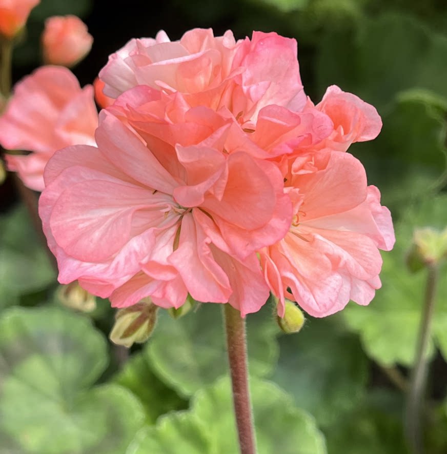 天竺葵盆栽彩虹大花球带花苞四季开花阳台庭院净化空气北京发货