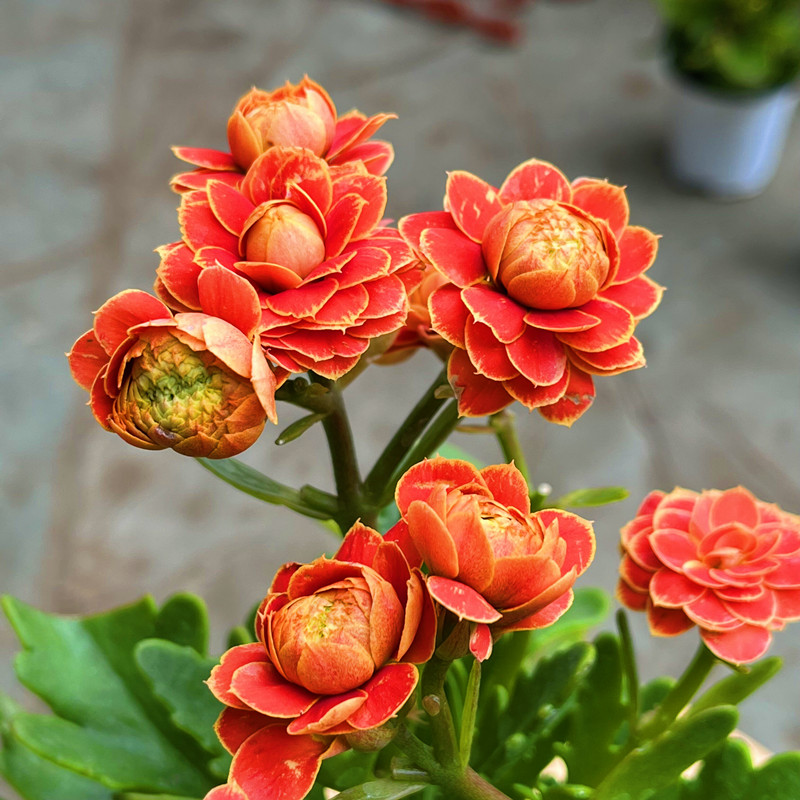 进口重瓣金边长寿花新品