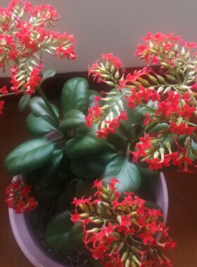 凤尾长寿花红色宫廷凤尾长寿花成品苗凤尾锦花期长会甩尾阳台茶几