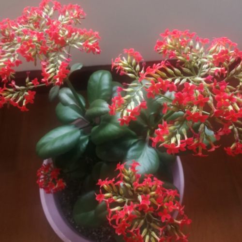 红色凤尾长寿四季阳台花期长盆栽