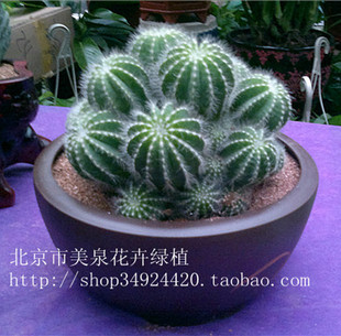 老桩仙人球银冠花卉盆栽仙人球植物多头金冠盆栽金冠苗花多肉美观