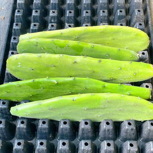 无刺仙人掌新品种可食用可药用好养护阳台庭院多年生群生北京发货