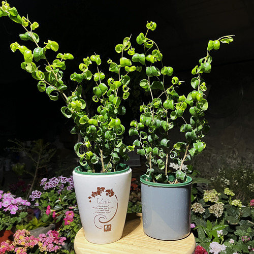 盆栽植物阳台书房客厅北京发货图片