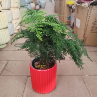 墨西哥铁树新飞芋蒲葵伞葵文竹发财树绿公主白脉椒草西瓜皮椒草