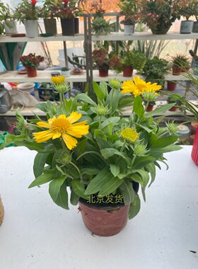 天人菊菊耐热勤花阳台茶几宿根
