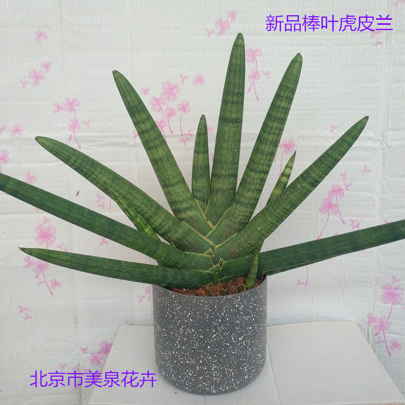 包邮新奇植物多肉棒筒叶柱叶虎皮兰净化空气圆叶虎尾兰佛前香