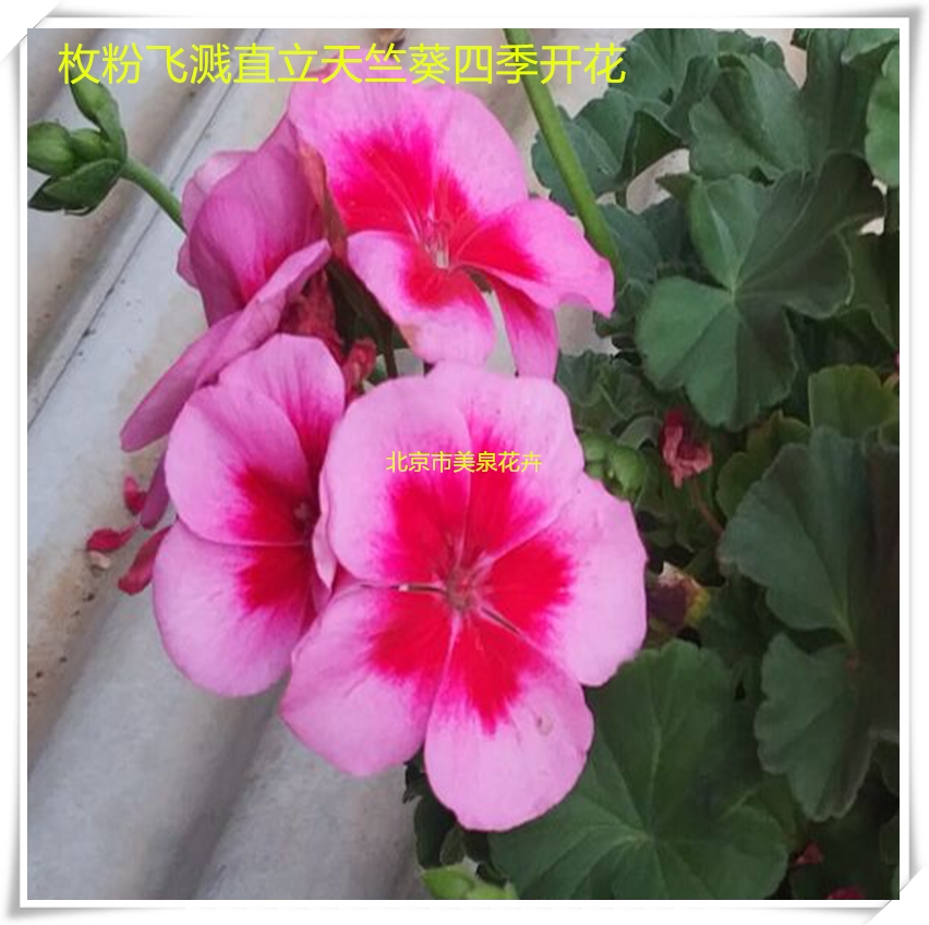 天竺葵盆栽花卉紫罗兰飞溅四季开花勤花开花机器耐旱耐热带花发货