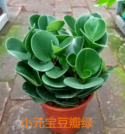 豆瓣绿俗名(小元宝)室内室外可以养护的盆栽植物 办公桌