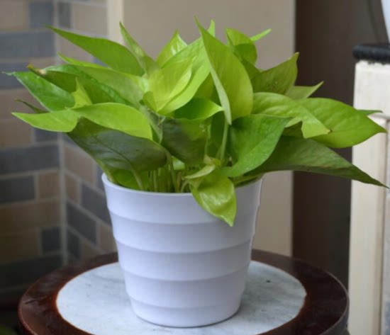 黄金葛苗绿色植物袖珍花卉盆栽净化空气美化环境办公桌电脑旁