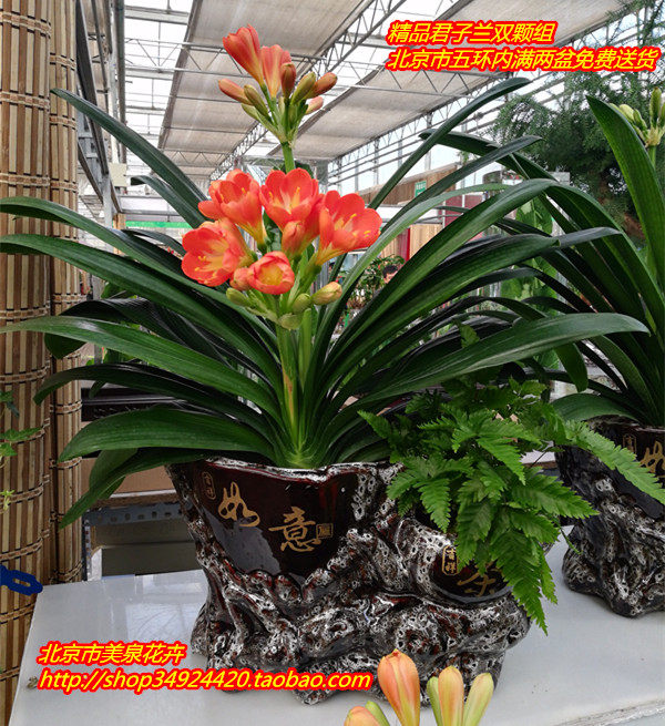 花卉盆栽君子兰陶艺室内观花客厅三棵组一盆年宵礼品花卉北京送花