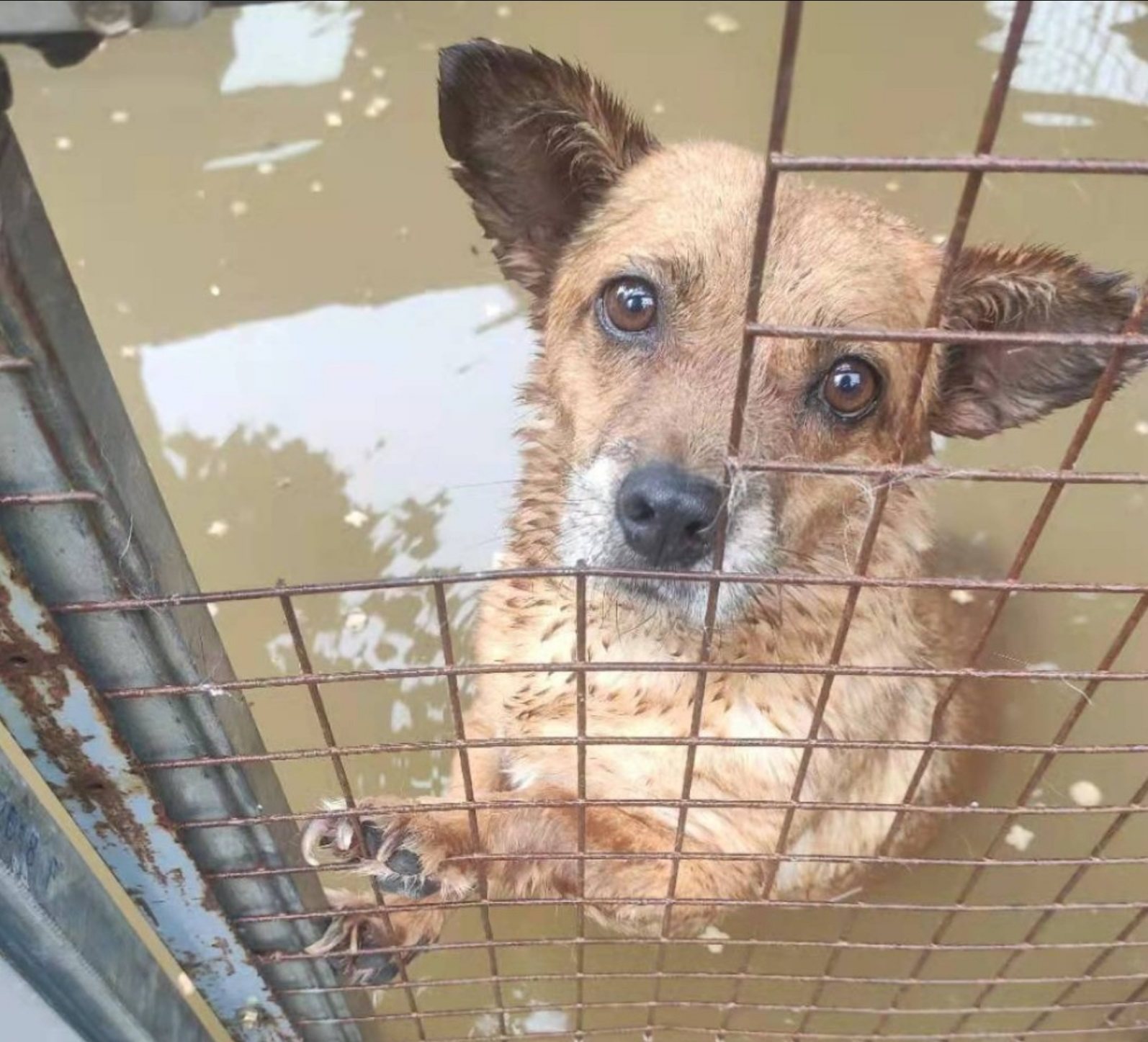 流浪动物救助计划 为流浪动物提供一个安全的家 公益捐赠