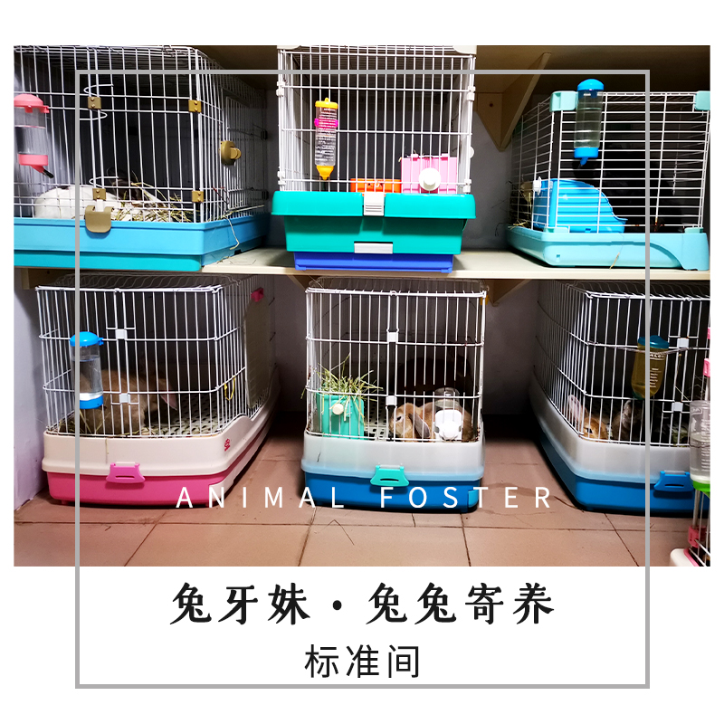 兔牙妹 兔兔寄养 垂耳兔狮子兔熊猫兔寄养 广西南宁同城