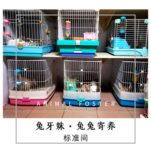 兔牙妹兔兔寄养垂耳兔广西