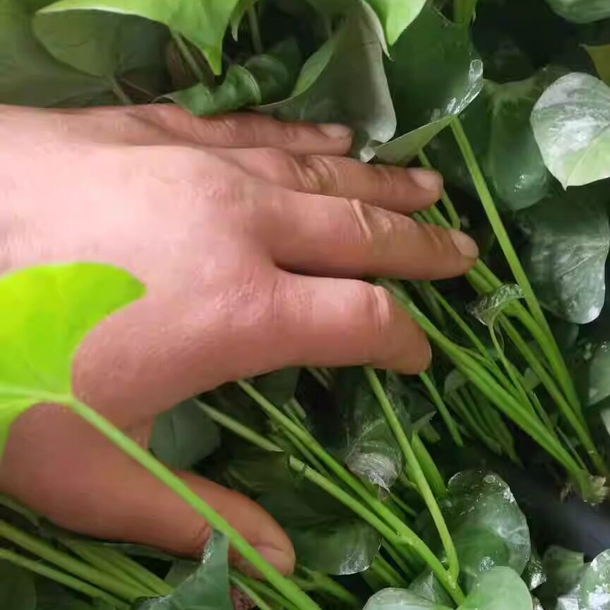 烟台栖霞正宗烟薯25地瓜苗糖心流油蜜薯新鲜红薯苗100株头茬包邮
